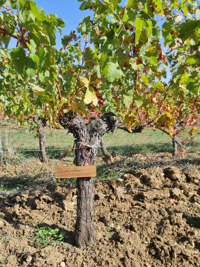 Виноградник на урожай